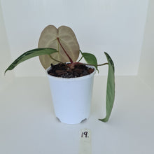 Load image into Gallery viewer, #19 Anthurium Crystallinum Hybrid