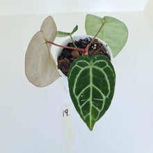 Load image into Gallery viewer, #19 Anthurium Crystallinum Hybrid