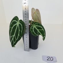 Load image into Gallery viewer, #20 Anthurium Crystallinum Hybrid