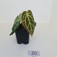 Load image into Gallery viewer, #20 Anthurium Crystallinum Hybrid