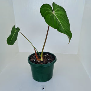 #3 Philodendron Gloriosum