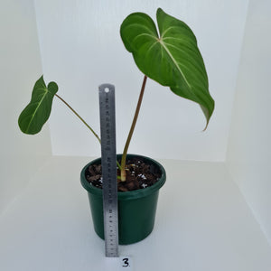 #3 Philodendron Gloriosum