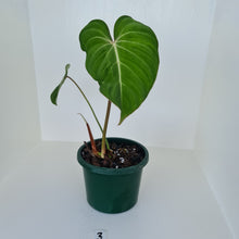 Load image into Gallery viewer, #3 Philodendron Gloriosum