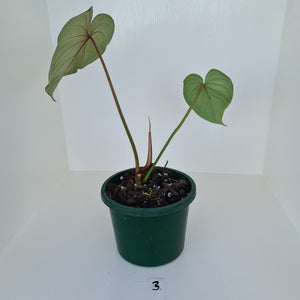 #3 Philodendron Gloriosum