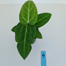 Load image into Gallery viewer, #4 Anthurium Magnificum Hybrid x - Seedling