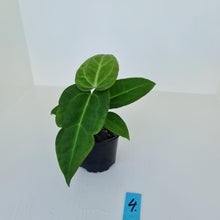 Load image into Gallery viewer, #4 Anthurium Magnificum Hybrid x - Seedling