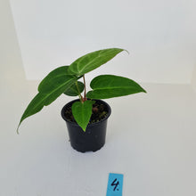 Load image into Gallery viewer, #4 Anthurium Magnificum Hybrid x - Seedling