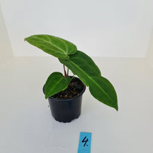 Load image into Gallery viewer, #4 Anthurium Magnificum Hybrid x - Seedling