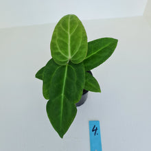Load image into Gallery viewer, #4 Anthurium Magnificum Hybrid x - Seedling