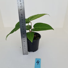 Load image into Gallery viewer, #4 Anthurium Magnificum Hybrid x - Seedling