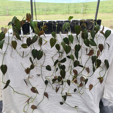 19 x Established Philodendron Hederaceum var. Hederaceum (Micans)