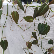 Load image into Gallery viewer, 19 x Established Philodendron Hederaceum var. Hederaceum (Micans)