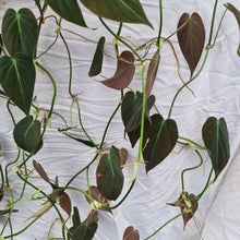 Load image into Gallery viewer, 19 x Established Philodendron Hederaceum var. Hederaceum (Micans)