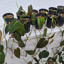 Load image into Gallery viewer, 19 x Established Philodendron Hederaceum var. Hederaceum (Micans)