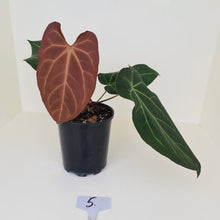 Load image into Gallery viewer, #5 Large Anthurium &#39;Velvet Shadow&#39;