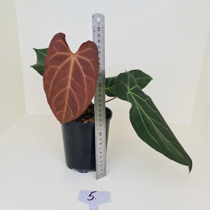 #5 Large Anthurium 'Velvet Shadow'