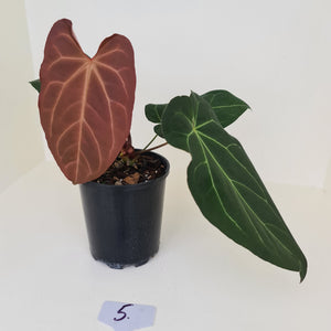 #5 Large Anthurium 'Velvet Shadow'