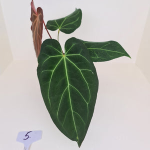 #5 Large Anthurium 'Velvet Shadow'