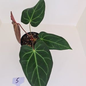 #5 Large Anthurium 'Velvet Shadow'