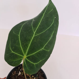 #5 Large Anthurium 'Velvet Shadow'