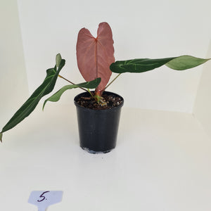 #5 Large Anthurium 'Velvet Shadow'