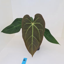 Load image into Gallery viewer, #6 Large Anthurium &#39;Velvet Shadow&#39;