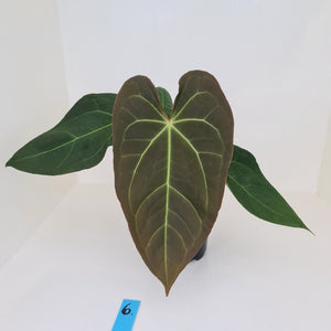 #6 Large Anthurium 'Velvet Shadow'