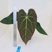 Load image into Gallery viewer, #6 Large Anthurium &#39;Velvet Shadow&#39;
