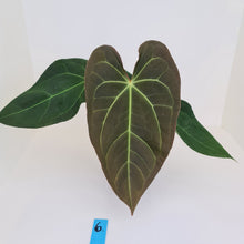 Load image into Gallery viewer, #6 Large Anthurium &#39;Velvet Shadow&#39;