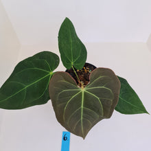 Load image into Gallery viewer, #6 Large Anthurium &#39;Velvet Shadow&#39;