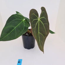 Load image into Gallery viewer, #6 Large Anthurium &#39;Velvet Shadow&#39;