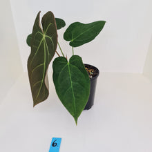 Load image into Gallery viewer, #6 Large Anthurium &#39;Velvet Shadow&#39;
