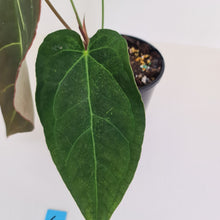 Load image into Gallery viewer, #6 Large Anthurium &#39;Velvet Shadow&#39;
