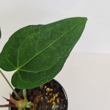 Load image into Gallery viewer, #6 Large Anthurium &#39;Velvet Shadow&#39;