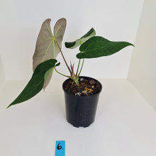 Load image into Gallery viewer, #6 Large Anthurium &#39;Velvet Shadow&#39;
