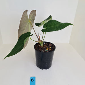#6 Large Anthurium 'Velvet Shadow'