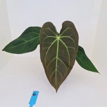 Load image into Gallery viewer, #6 Large Anthurium &#39;Velvet Shadow&#39;