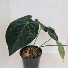 Load image into Gallery viewer, 5 x Dark Anthurium Complex Hybrid Seeds