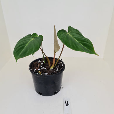#4 Philodendron Gloriosum