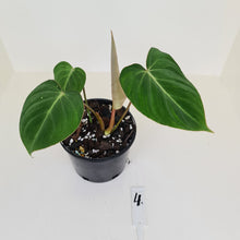 Load image into Gallery viewer, #4 Philodendron Gloriosum
