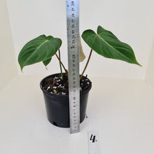 Load image into Gallery viewer, #4 Philodendron Gloriosum