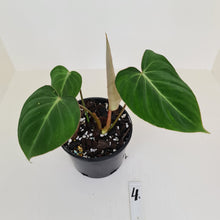 Load image into Gallery viewer, #4 Philodendron Gloriosum