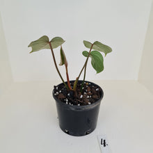 Load image into Gallery viewer, #4 Philodendron Gloriosum