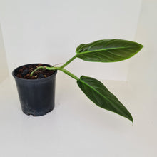 Load image into Gallery viewer, Philodendron Subhastatum