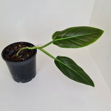 Load image into Gallery viewer, Philodendron Subhastatum