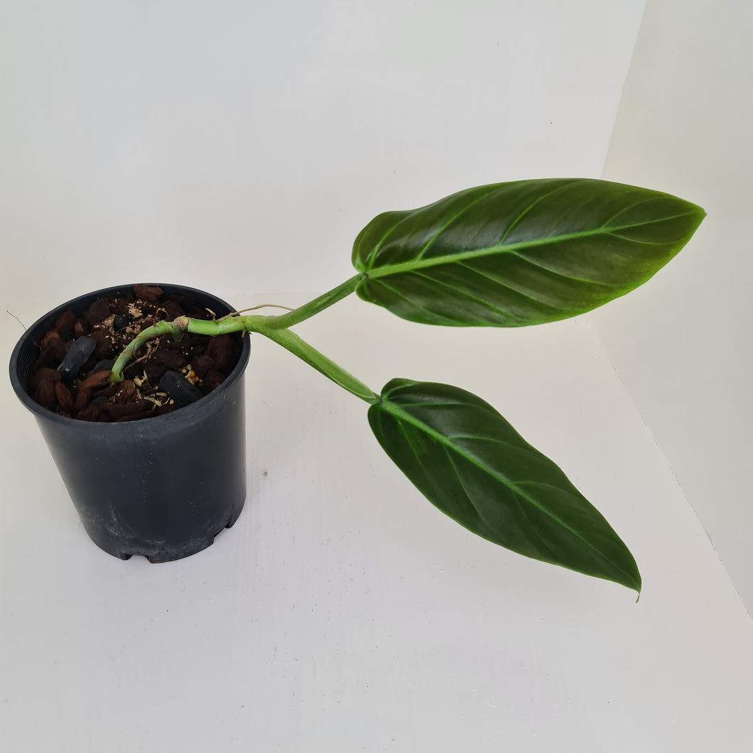 Philodendron Subhastatum