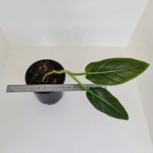 Load image into Gallery viewer, Philodendron Subhastatum