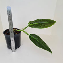 Load image into Gallery viewer, Philodendron Subhastatum