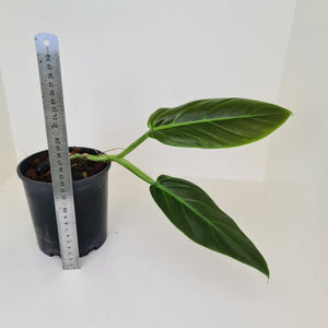 Philodendron Subhastatum