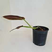 Load image into Gallery viewer, Philodendron Subhastatum